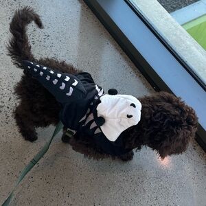 Halloween Skeleton Dog Costume - Black & White